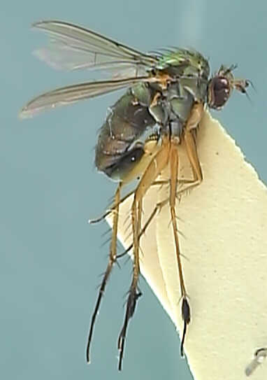 Dolichopus wahlbergi